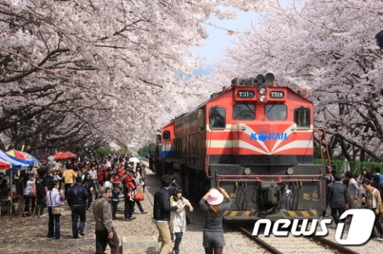 경남 창원시 진해 경화역 벚꽃./사진=뉴스1