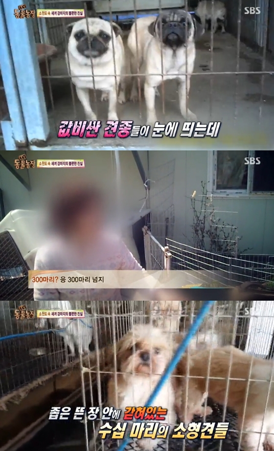/사진=SBS 'TV동물농장' 영상 캡처