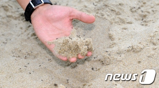 부산 광안리 해변가 개미떼. /사진=뉴스1