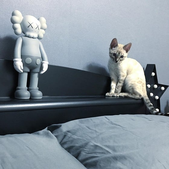 고양이 32/사진=비투비 임현식 인스타그램