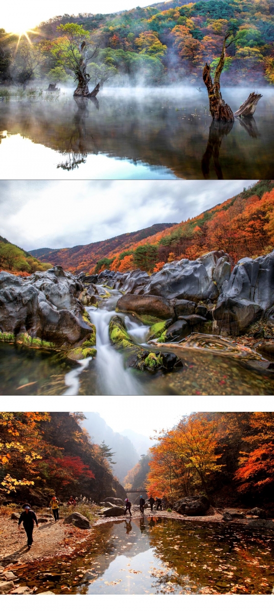 위로부터 주산지, 백석탄, 절골계곡의 단풍./사진제공=청송군청