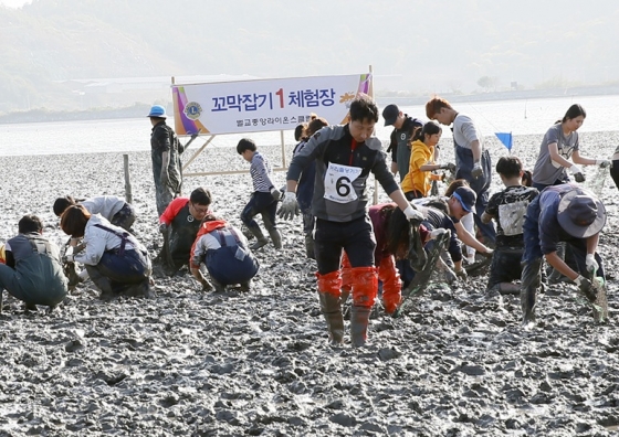 꼬막잡기 체험./사진제공= 보성군청