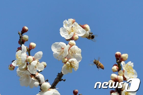 경북 포항시 북구 흥해읍 곡강리 주택가에 심어진 매화꽃 /사진=뉴스1