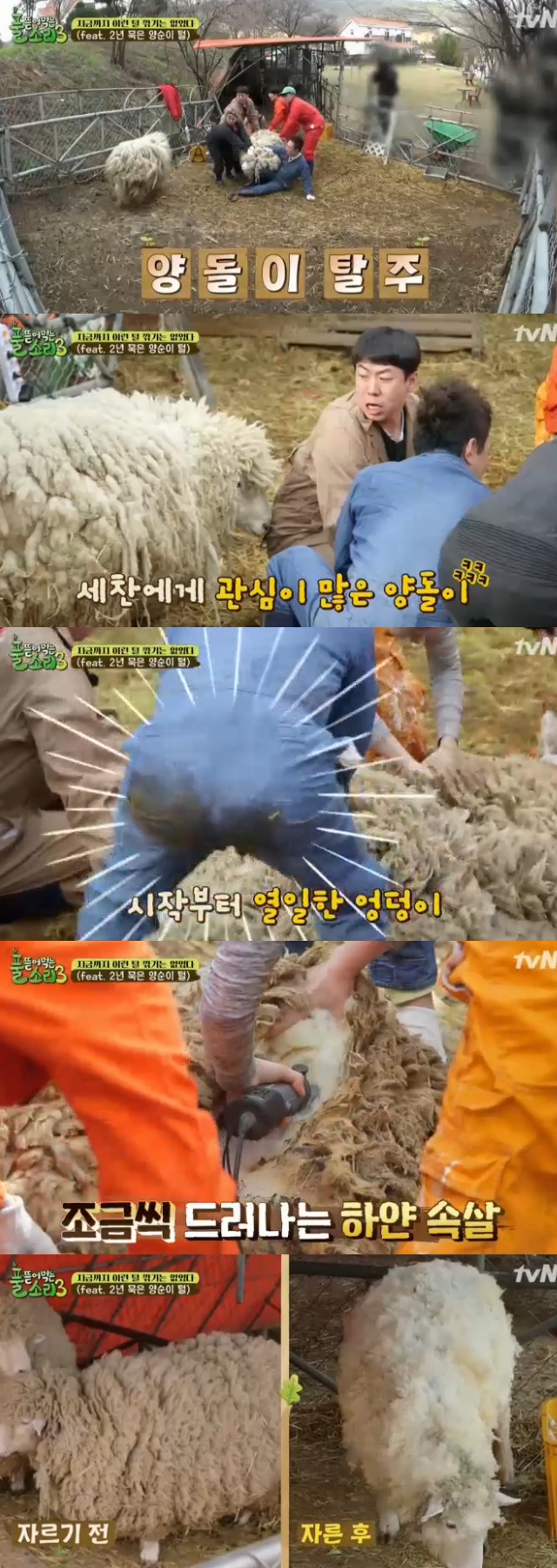 /사진= '풀 뜯어먹는 소리 3-대농원정대' 방송화면