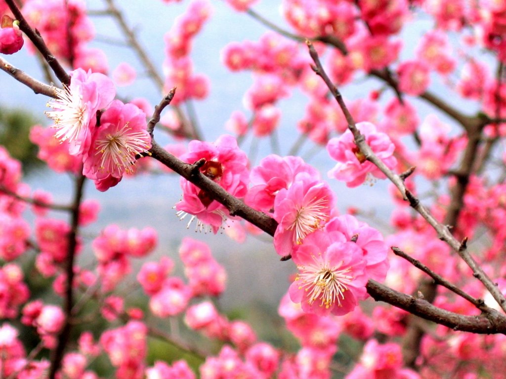 매화(출처: 위키피디아). 참고로 매화는 대만의 국화(國花)이기도 합니다.