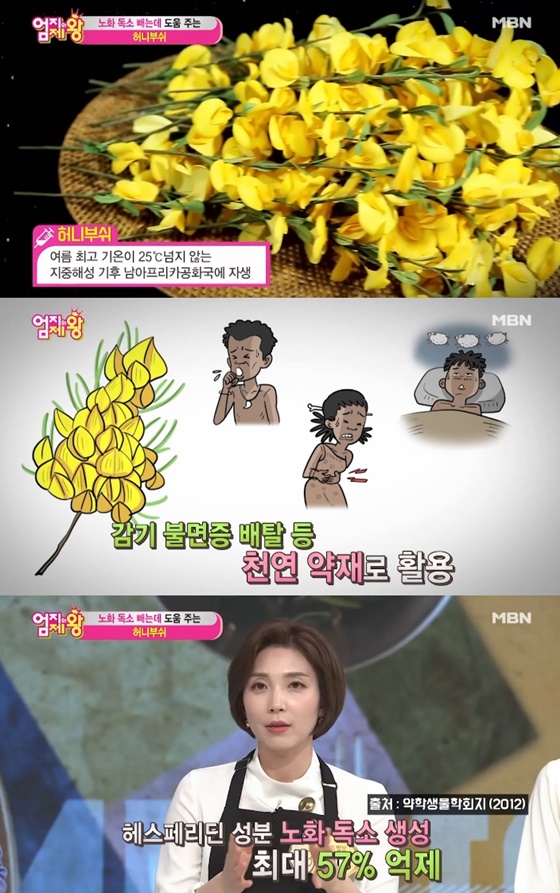 허니부쉬에 대한 관심이 뜨겁다./사진=MBN '엄지의 제왕' 방송화면 캡처