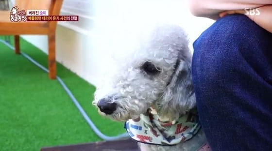 베들링턴 테리어 점순이./사진=SBS 'TV 동물농장' 방송화면 캡처