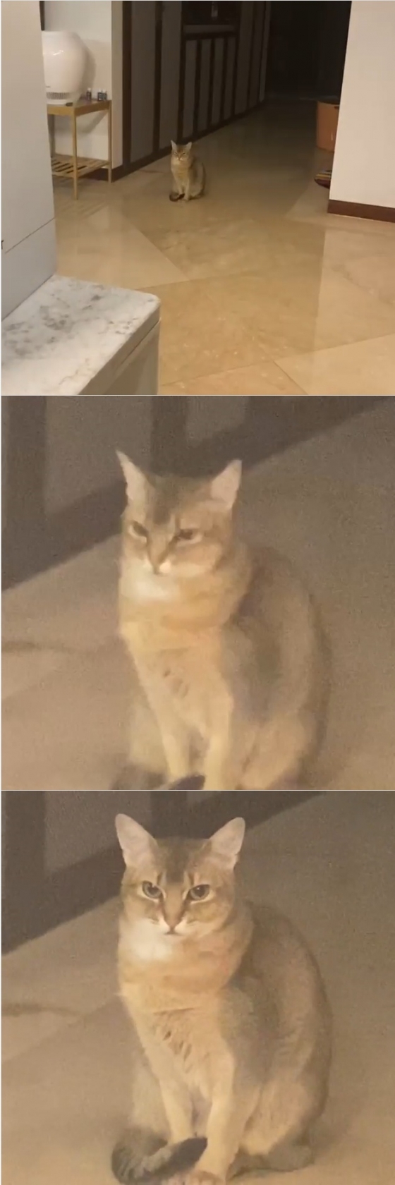 /사진=강다니엘 인스타그램 캡처 (강다니엘 반려묘 오리)