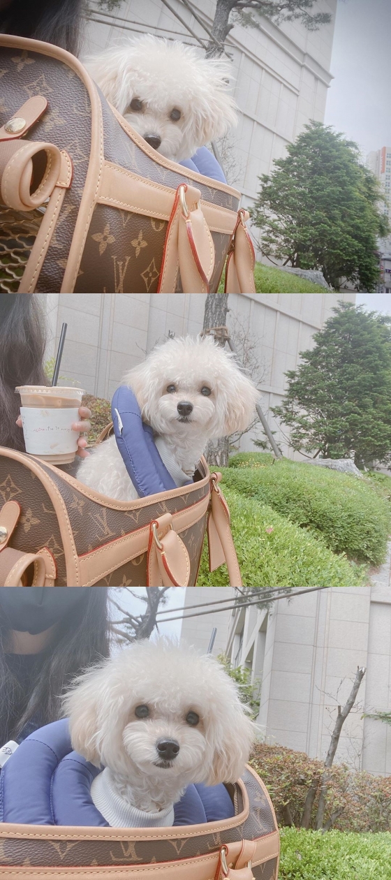 /사진=김사랑 인스타그램 (반려견 '아이')
