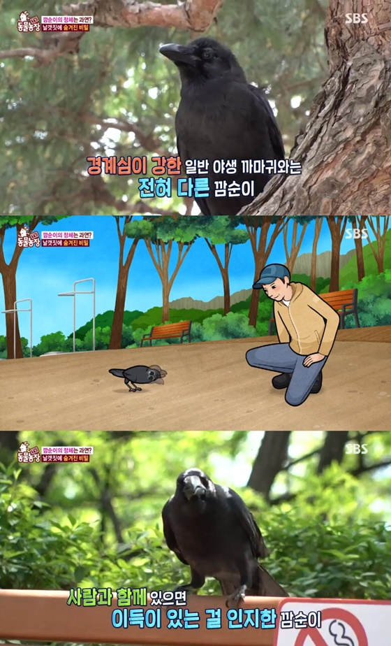 /사진=SBS 'TV 동물농장' 방송화면 캡처