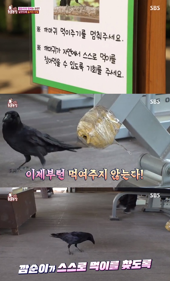 /사진=SBS 'TV 동물농장' 방송화면 캡처