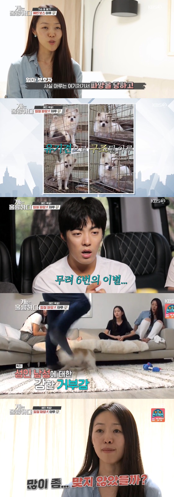/사진= KBS 2TV 예능 '개는 훌륭하다' 방송 화면