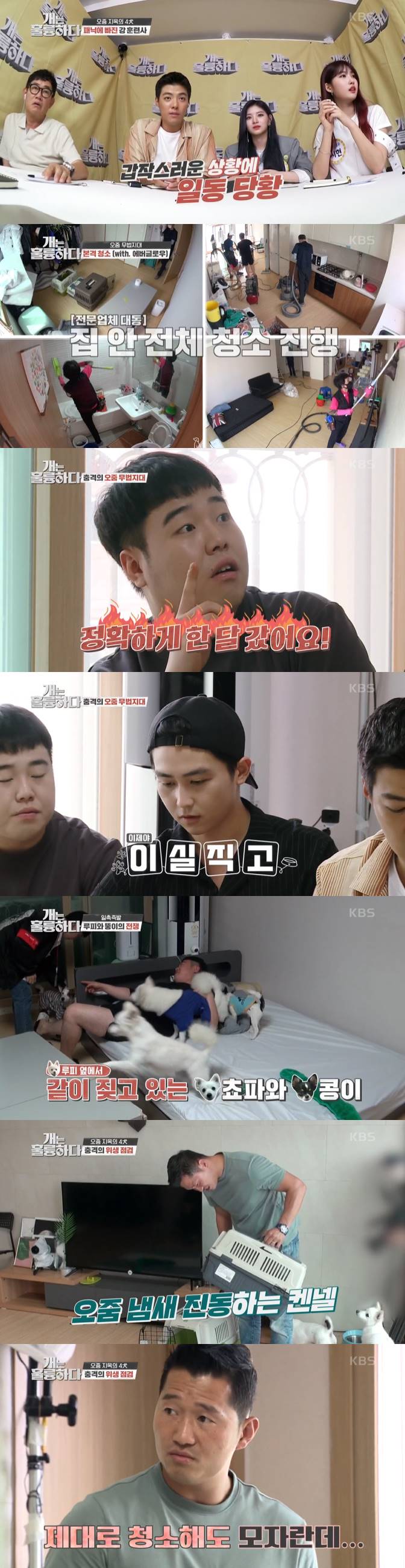 /사진=KBS 2TV '개는 훌륭하다' 방송화면 캡처