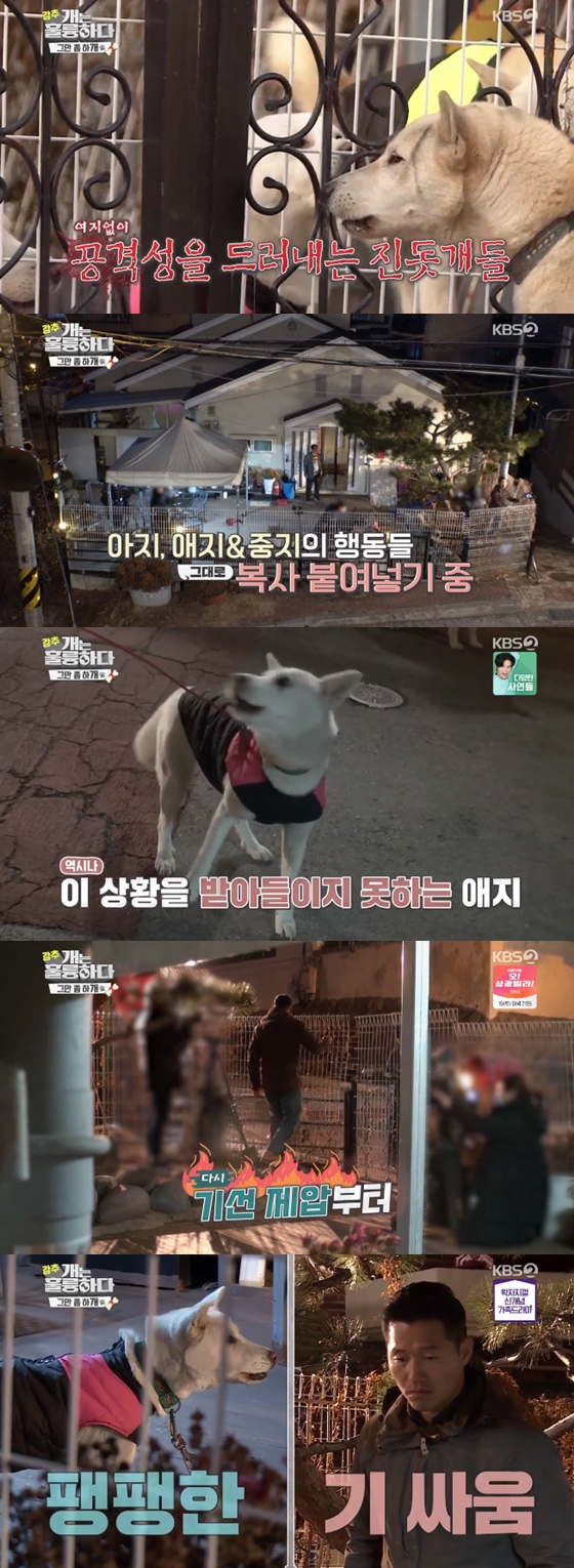 /사진=KBS 2TV '개는 훌륭하다' 방송 화면 캡처