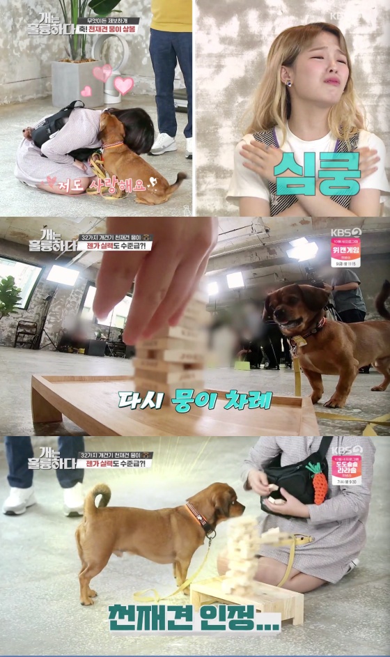 /사진=KBS 2TV 예능 프로그램 '개는 훌륭하다' 방송화면 캡쳐