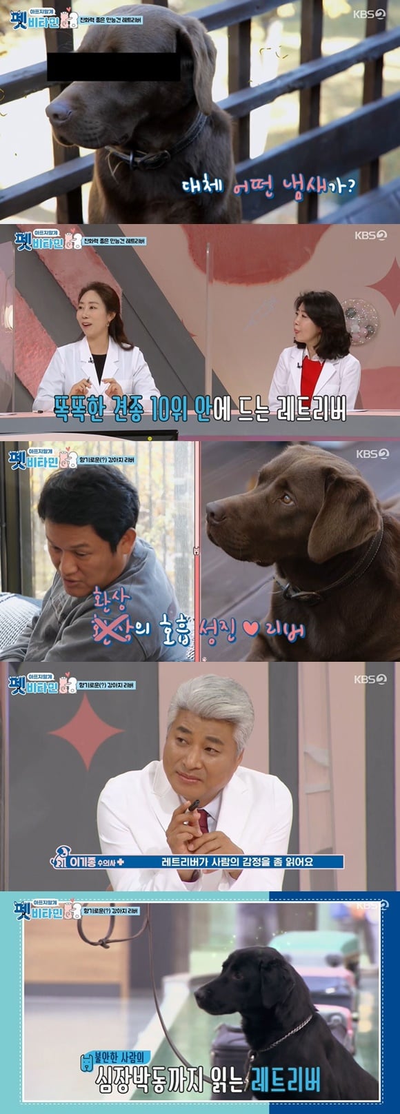 /사진= KBS 2TV 예능 '펫 비타민' 방송 화면