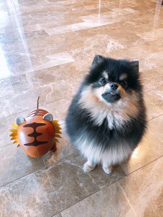 사진
