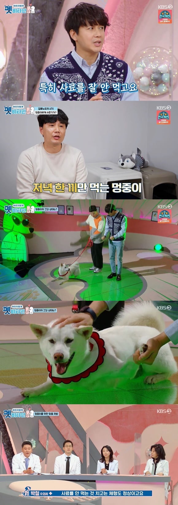 /사진= KBS 2TV 예능 '펫비타민' 방송 화면