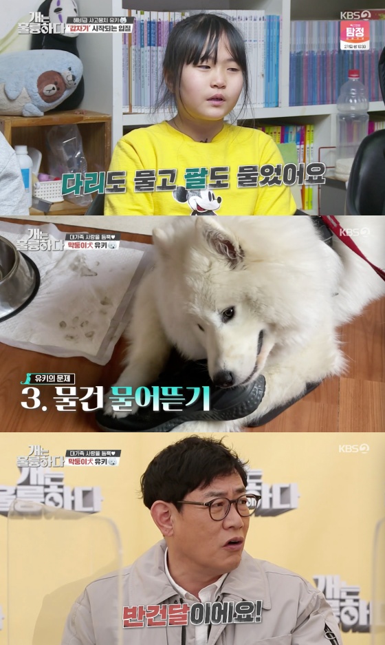 /사진=KBS 2TV '개는 훌륭하다' 방송화면 캡쳐