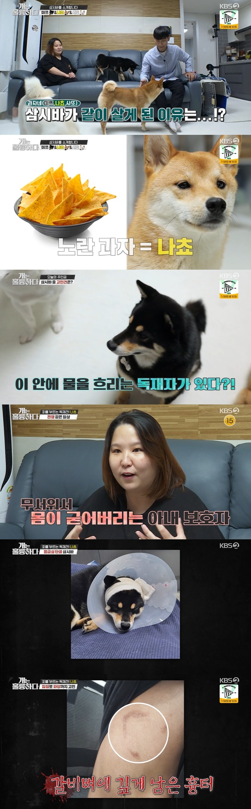 /사진= KBS 2TV 예능 프로그램 '개는 훌륭하다' 방송화면