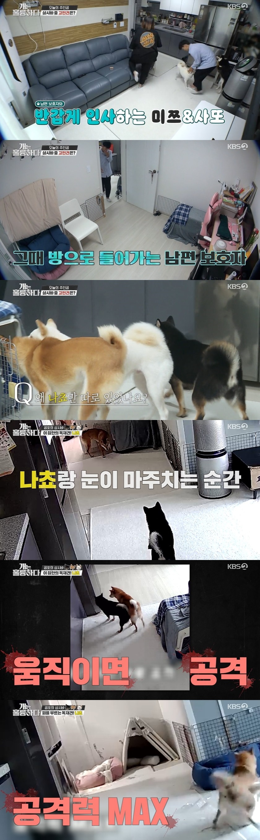 /사진=KBS 2TV 예능 프로그램 '개는 훌륭하다' 방송화면