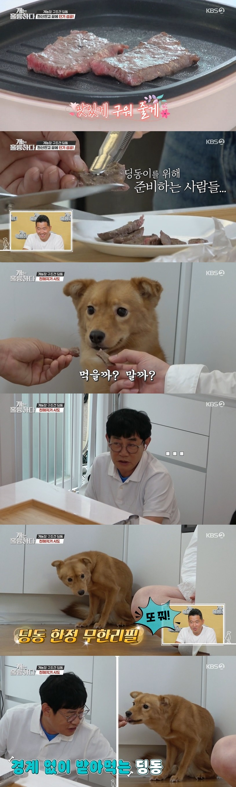 /사진=KBS 2TV 예능 프로그램 '개는 훌륭하다' 방송화면