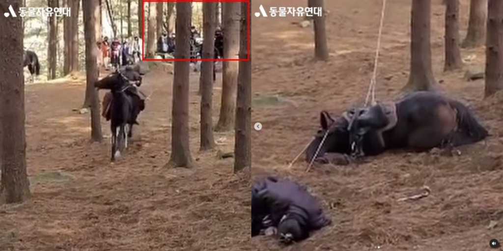 '태종 이방원' 말 학대 논란 /사진=동물자유연대