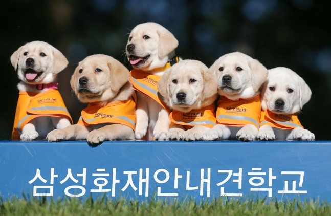 퍼피워킹을 앞둔 예비 안내견 모습