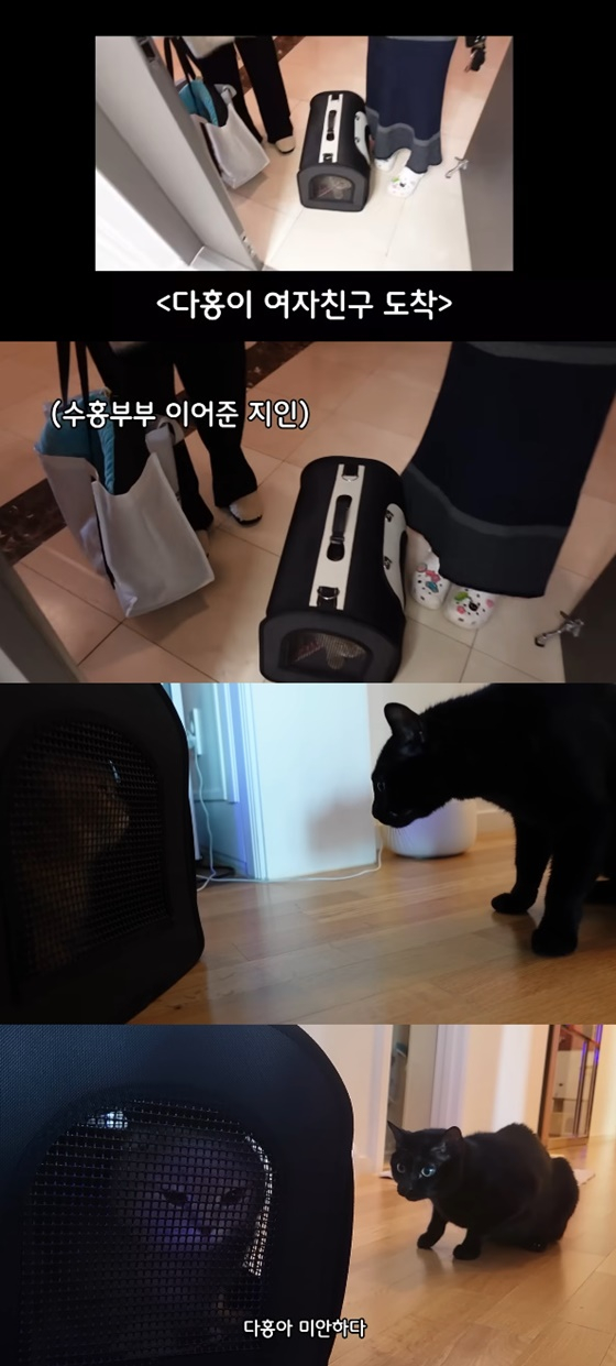 /사진=유튜브 검은 고양이 다홍