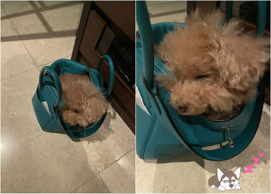 /사진=최지우 공식계정