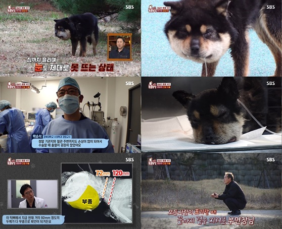 /사진='동물농장'