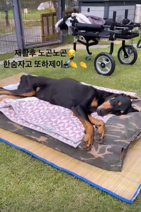 급성 디스크로 잘 일어나지 못했던 벨