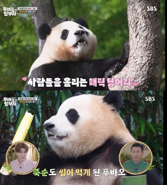 SBS '푸바오와 할부지'./사진=SBS