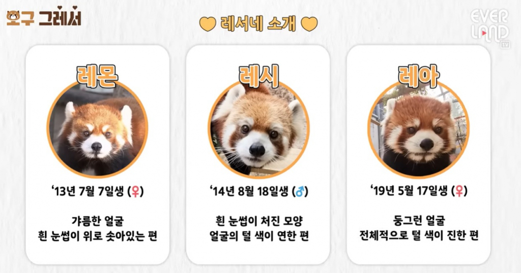 에버랜드 레서판다 소개