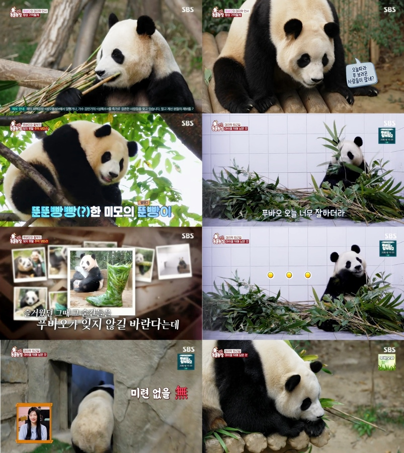 /사진='TV 동물농장'
