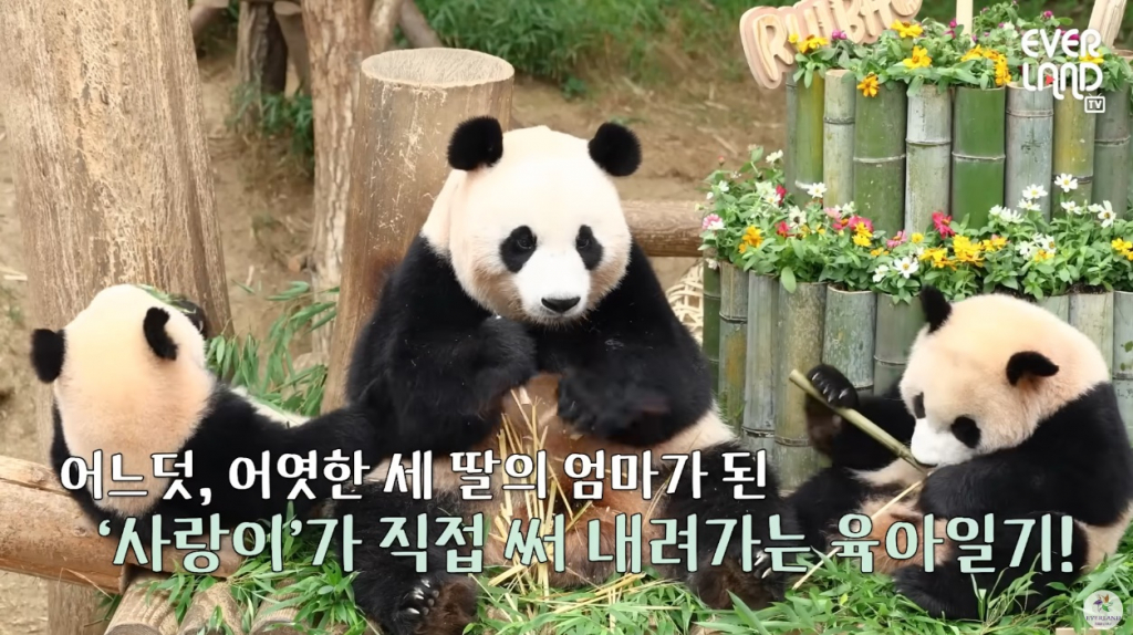에버랜드 '사랑이 육아일기' 유튜브 캡처