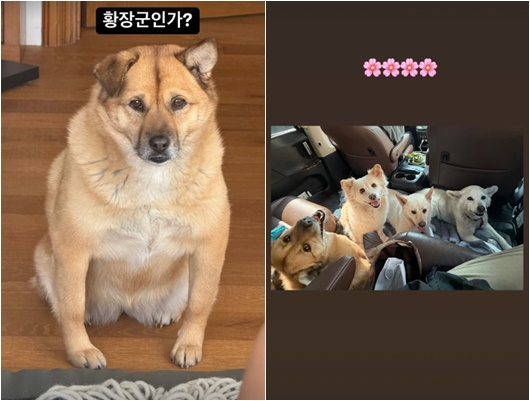 /사진=이효리 개인계정